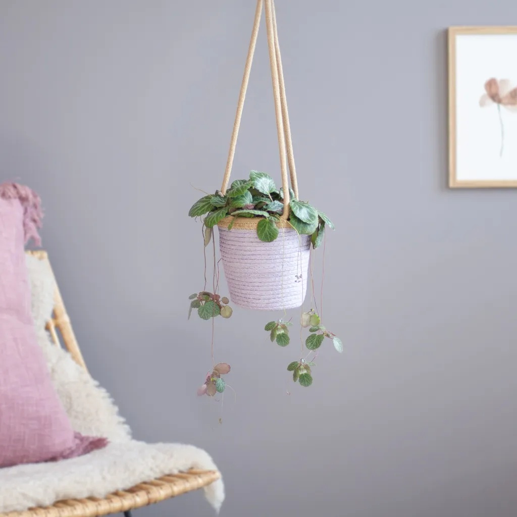 Saxifraga Stolonifera - Moederplant - P14 1 Saxifraga Stolonifera - Moederplant - P14