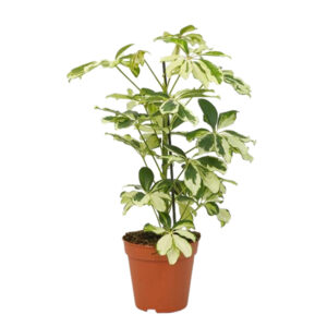 Schefflera Charlotte - P13