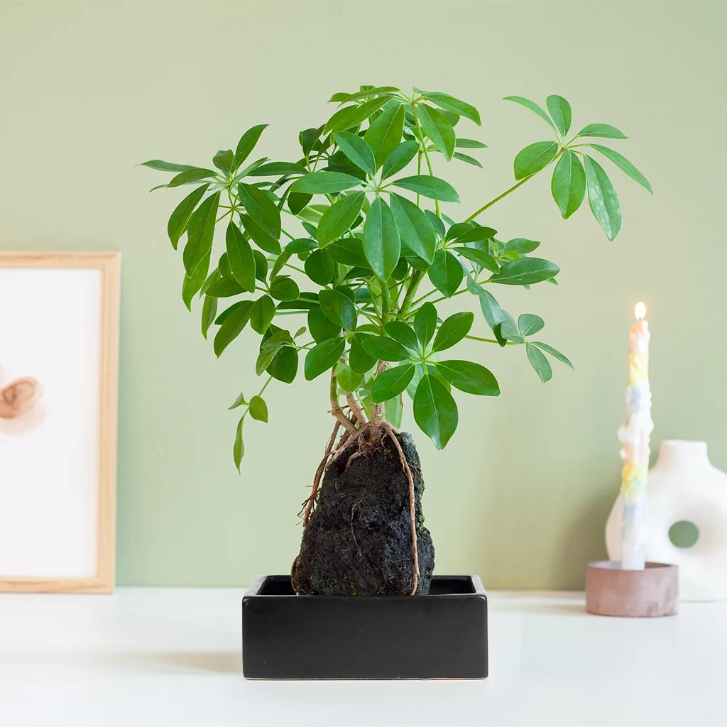 plantje.nl Schefflera op Lavasteen, Lavasteen, Groen, Easy Care 1 plantje.nl Schefflera op Lavasteen, Lavasteen, Groen, Easy Care