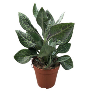 Senecio Kleinia Nyikensis - P 15 cm