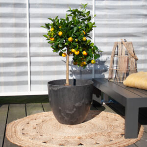 Citrus Calamondin - Mandarijnenboom - P21