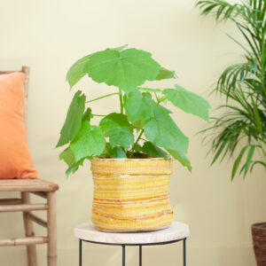 Sparmannia Africana - Kamerlinde - P17