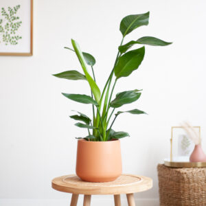 plantje.nl Kamerplanten Strelitzia Nicolai, Groen, Grote bladeren, Grote, glanzende bladeren, Exotische vorm, Robuust, Geschikt voor beginners,