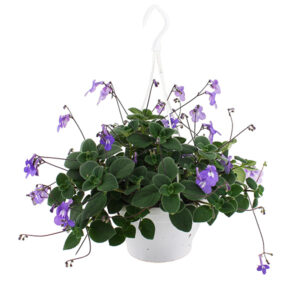 Streptocarpus Saxorum (Kaapse Primula) - P 23 cm