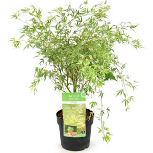 Acer Palmatum Butterfly - Japanse Esdoorn - P15