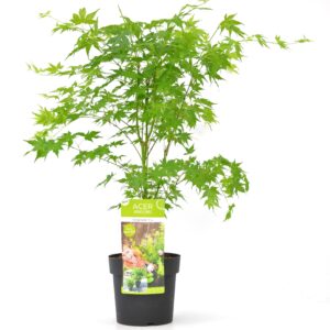 Acer palmatum Going Green - Japanse Esdoorn - P15