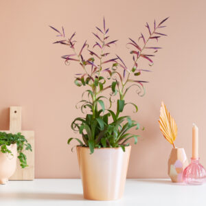 Tillandsia Leiboldiana Mora - Bromelia - P12