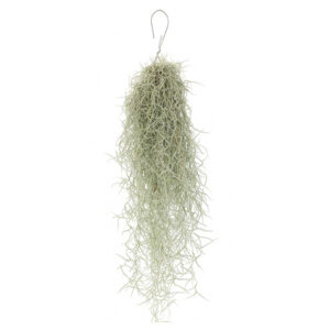 Tillandsia Usneoides (Spaans Mos)