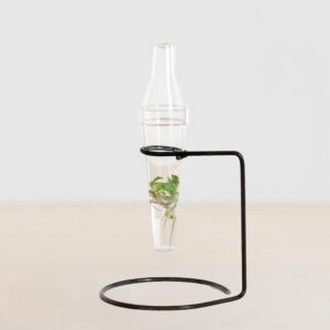 Spathiphyllum - Weefselkweek plantje