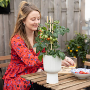 Solanum Lycopersicum - Tomatenplant - P14