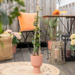 Trachelospermum Jasminoides - Toscaanse Jasmijn - P23