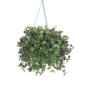 Tradescantia 'Green Hill' (Vaderplant) - P 18 cm