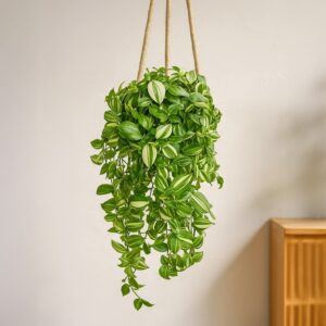 Tradescantia Yellow Hill - P17