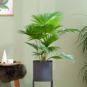 Livistona Rotundifolia - Waaierpalm - P17
