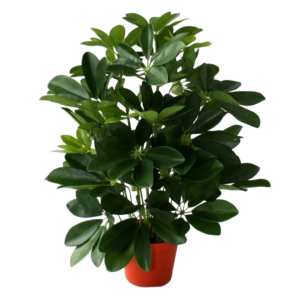 Raam Schefflera kunstplant 50cm