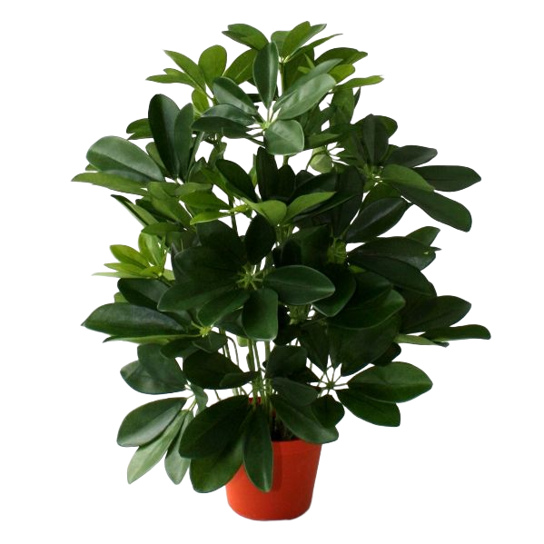 Raam Schefflera kunstplant 50cm 1 Raam Schefflera kunstplant 50cm