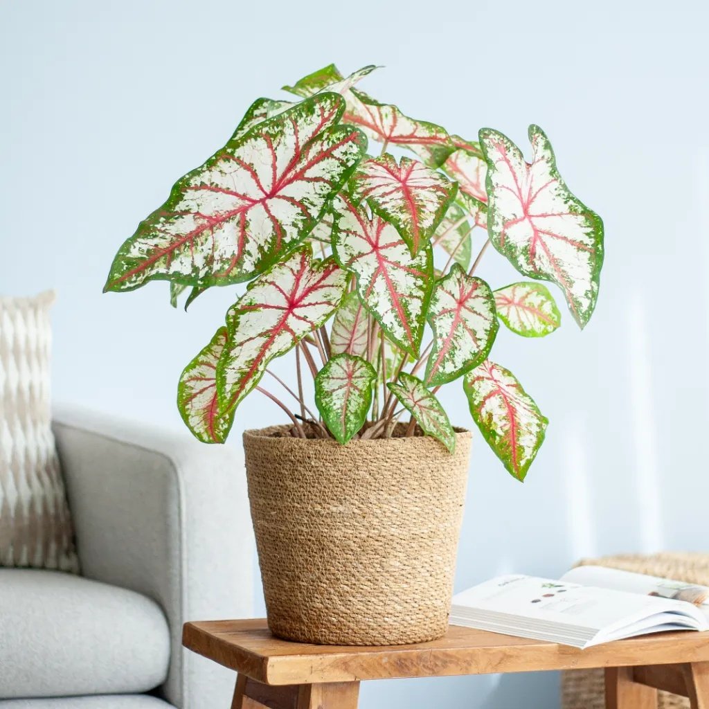 Caladium Tapestry - P21 1 Caladium Tapestry - P21