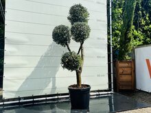 Olijfboom Olea Europaea - Multi Bolvormen