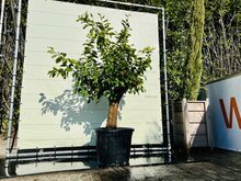 Citrusboom - Limoenboom 1 Citrusboom - Limoenboom