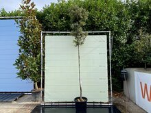 Quercus Ilex - Steeneik - hoogte 300 cm 1 Quercus Ilex - Steeneik - hoogte 300 cm