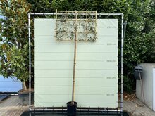 Quercus Ilex std Espalier, hoogte 230 cm 1 Quercus Ilex std Espalier, hoogte 230 cm