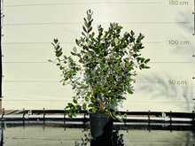 Ananas Guave - 120 cm hoog