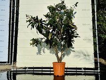 Japanse Wolmispel - hoogte 200 cm