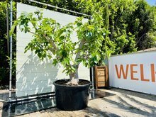 Vijgenboom - Ficus Carica