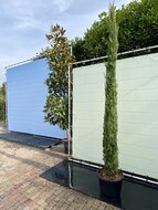 Cupressus Sempervirens Stricta - Italiaanse cipres - hoogte 300 cm