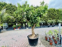 Citrusboom - Sinaasappelboom XXL