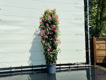 Mandevilla Roze