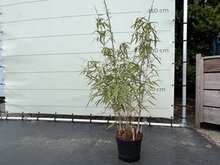 Fargesia Rufa - Bamboe - 120cm 1 Fargesia Rufa - Bamboe - 120cm