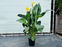 Canna Indica - Geel