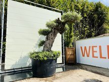 Olijfboom Pon Pon - Olea Europaea