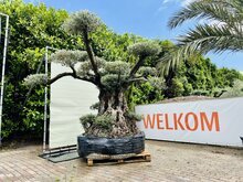 Olijfboom Pon Pon - Olea Europea