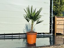 Palmboom - Trachycarpus Fortunei