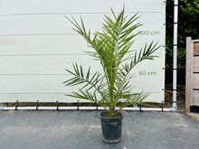 Palmboom - Phoenix Canariensis 1 Palmboom - Phoenix Canariensis