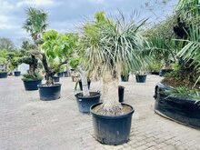 Palmboom - Yucca Rostrata 1 Palmboom - Yucca Rostrata