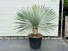 Palmboom - Yucca Rostrata