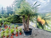 Palmboom - Trachycarpus Fortunei 1 Palmboom - Trachycarpus Fortunei