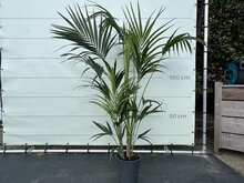 Palmboom - Kentiapalm