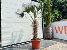 Palmboom - Trachycarpus Wagnerianus