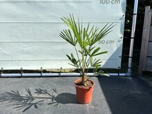 Palmboom - Trachycarpus Fortunei