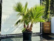 Palmboom - Washingtonia Robusta Multistam 1 Palmboom - Washingtonia Robusta Multistam