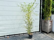 Bamboe - Spectabilis - hoogte 125-150 cm 1 Bamboe - Spectabilis - hoogte 125-150 cm