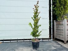 Lagerstroemia Indica - 140cm 1 Lagerstroemia Indica - 140cm