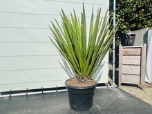 Yucca Faxoniana