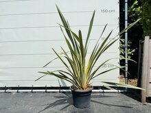 Phormium Tenax Variegata 1 Phormium Tenax Variegata