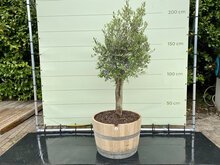 Olijfboom - Olea Europaea in half wijnvat