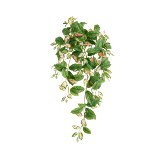 Hoya Carnosa Kunst Hangplant 80cm